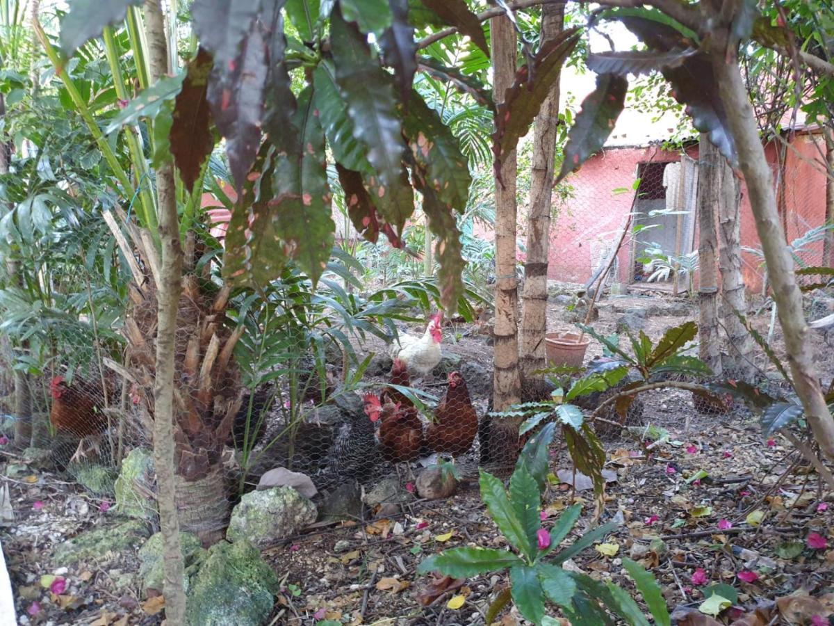 טולום Casa Don Diego מראה חיצוני תמונה